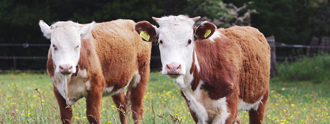 Sustainable farming practices at Essington Farm